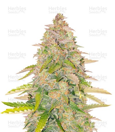 West Coast O.G. Auto Seeds