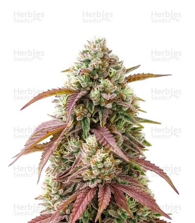 West Coast OG x Gelato 41 Auto Seeds