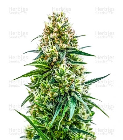 White Diesel Haze Automatic Seeds
