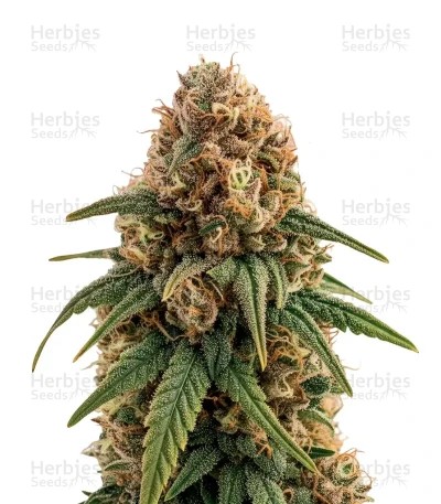 White Lemon Seeds