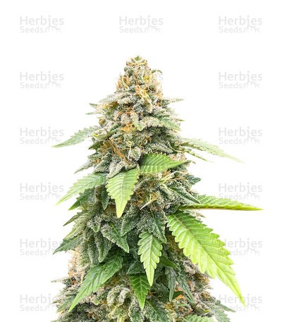 White Rhino (Herbies Seeds)