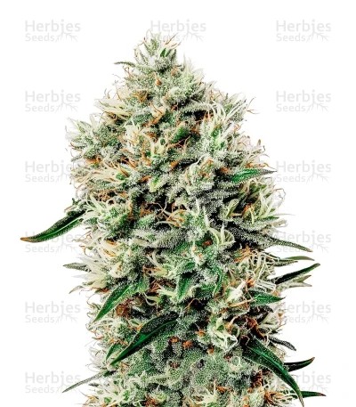 White Rhino Feminized Seeds