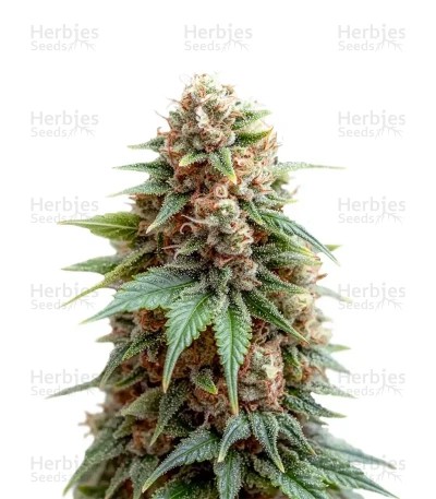 White Russian Seeds
