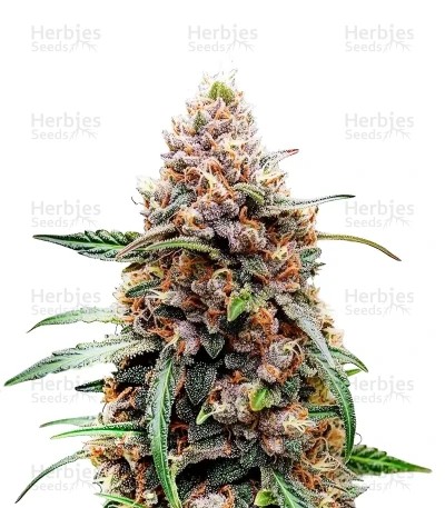 White Tahoe Cookies Auto Seeds