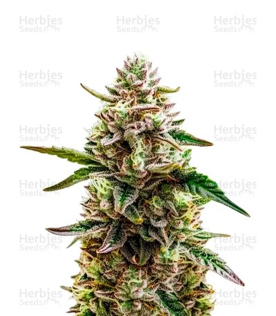 White Truffle Strain Seeds
