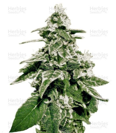 White Widow Auto feminized seeds (Green House Seeds)