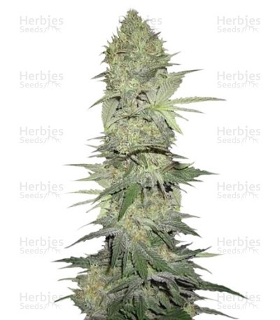 White Widow Automatic Seeds (Nirvana Seeds)