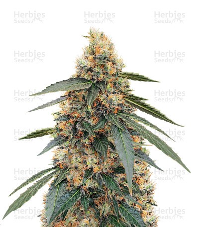White Widow Fast Version (Herbies Seeds)
