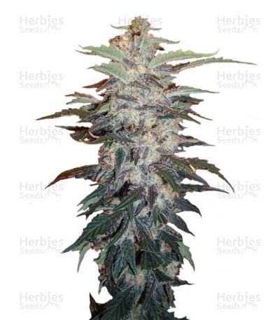 White Widow Seeds (Nirvana Seeds)