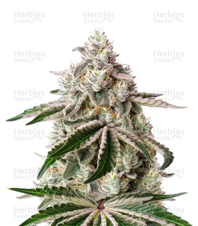 White Widow feminized seeds (Green House Seeds)