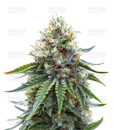 White Widow feminized seeds (RQS)