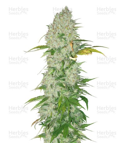 White Widow regular seeds