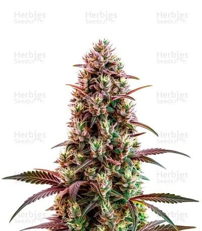 Wifi OG Seeds