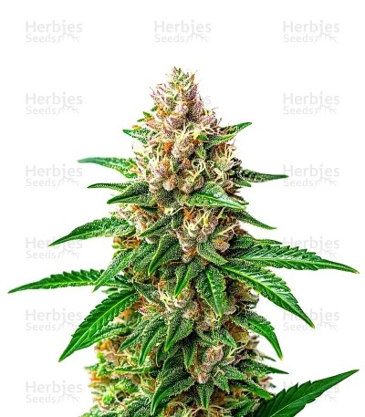 Willie Nelson Seeds