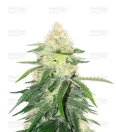 Wombat feminized seeds