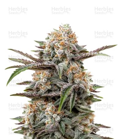 Wonder Pie Seeds (Green House Seeds)