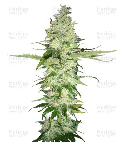Wonder Woman Seeds (Nirvana Seeds)