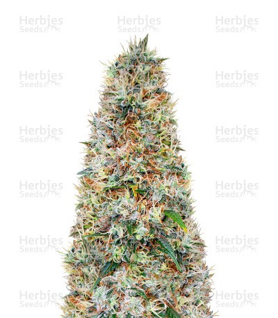 Z (Herbies Seeds)