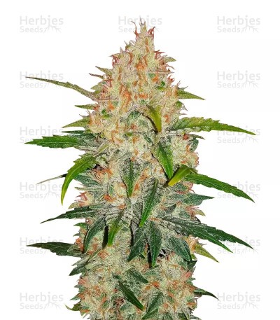 Z Auto Seeds