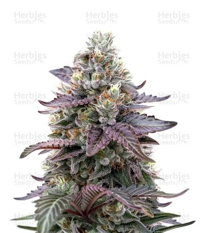 Ztrawberry Seeds