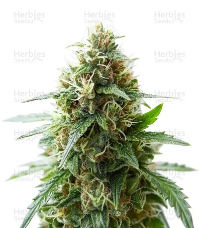 Gorilla Glue #4 Auto Seeds