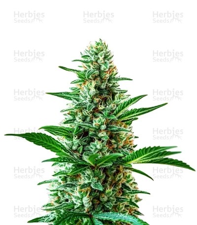 Sour Diesel Auto Seeds