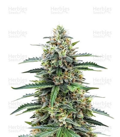 Sour Diesel Auto Seeds