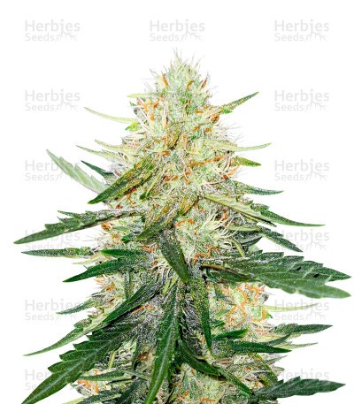 Ztrawberriez Auto Seeds