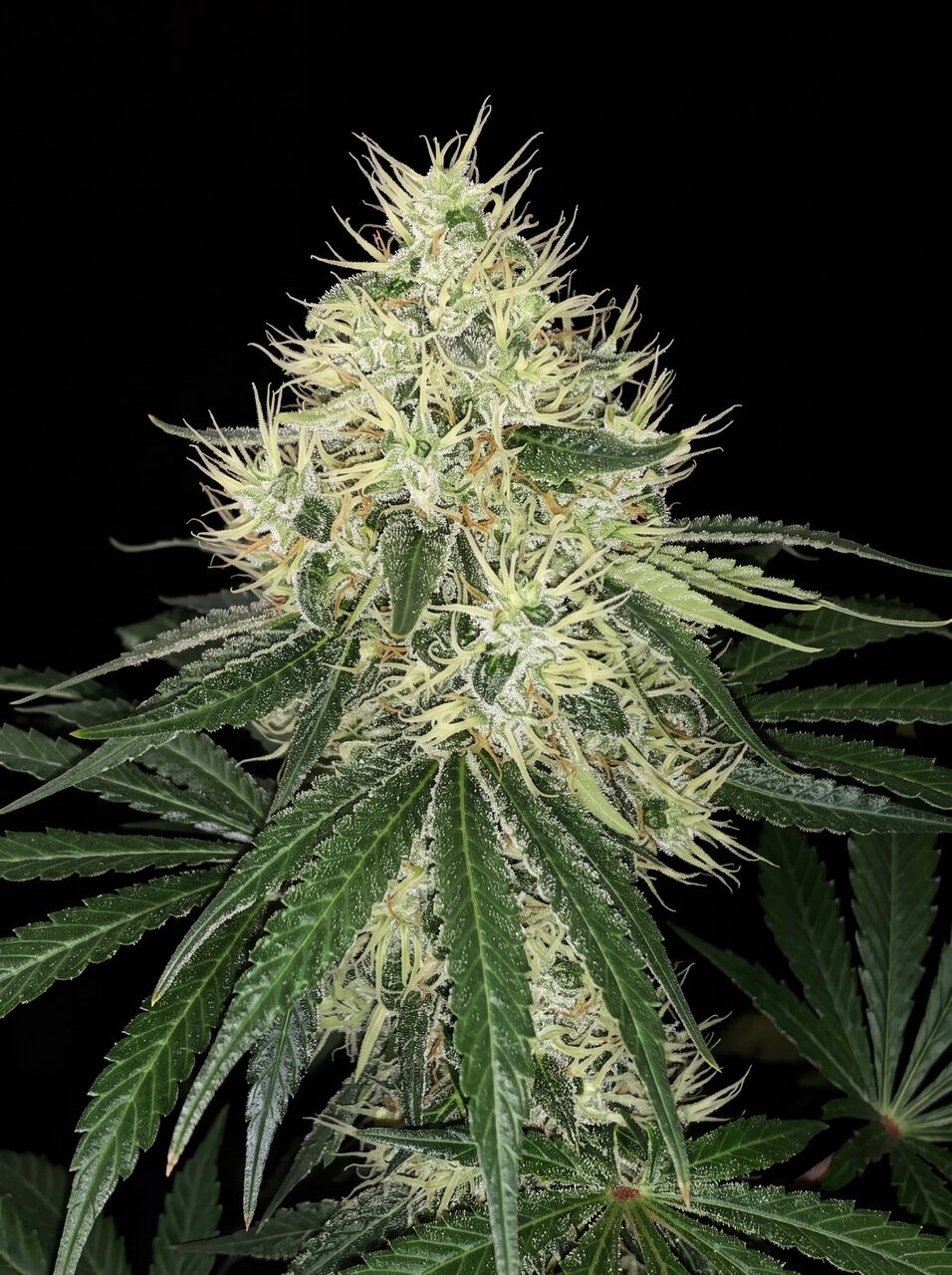 Amnesia Haze Seeds