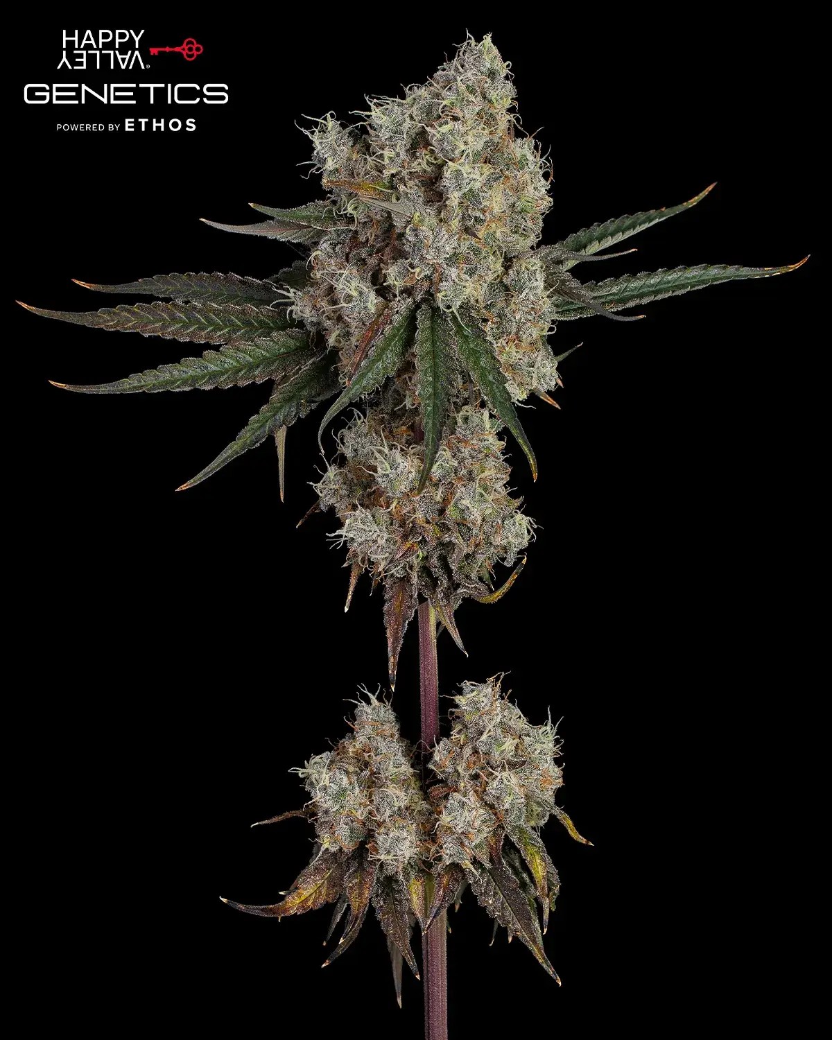 Another Level Seeds