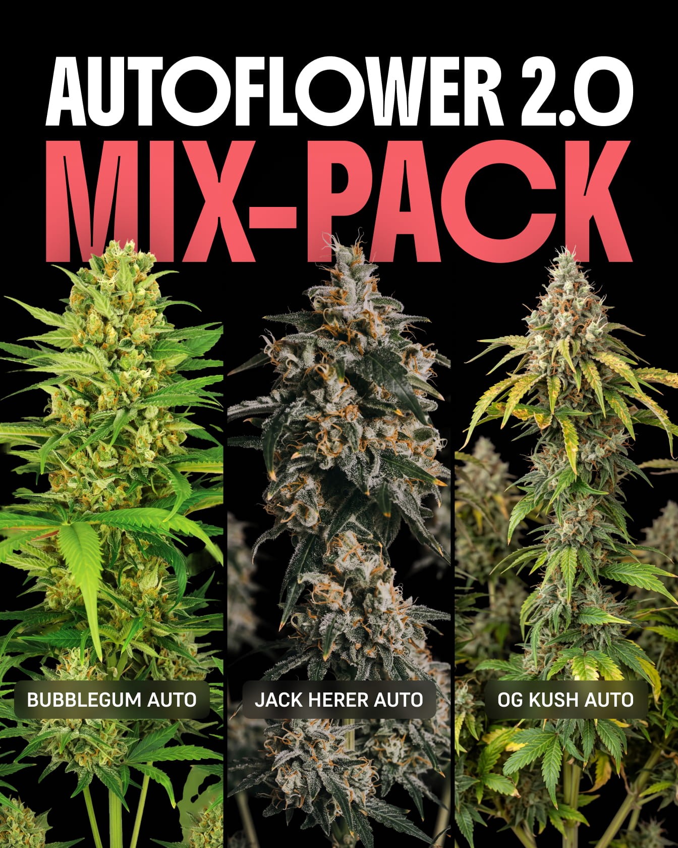 Autoflower 2.0 Mix