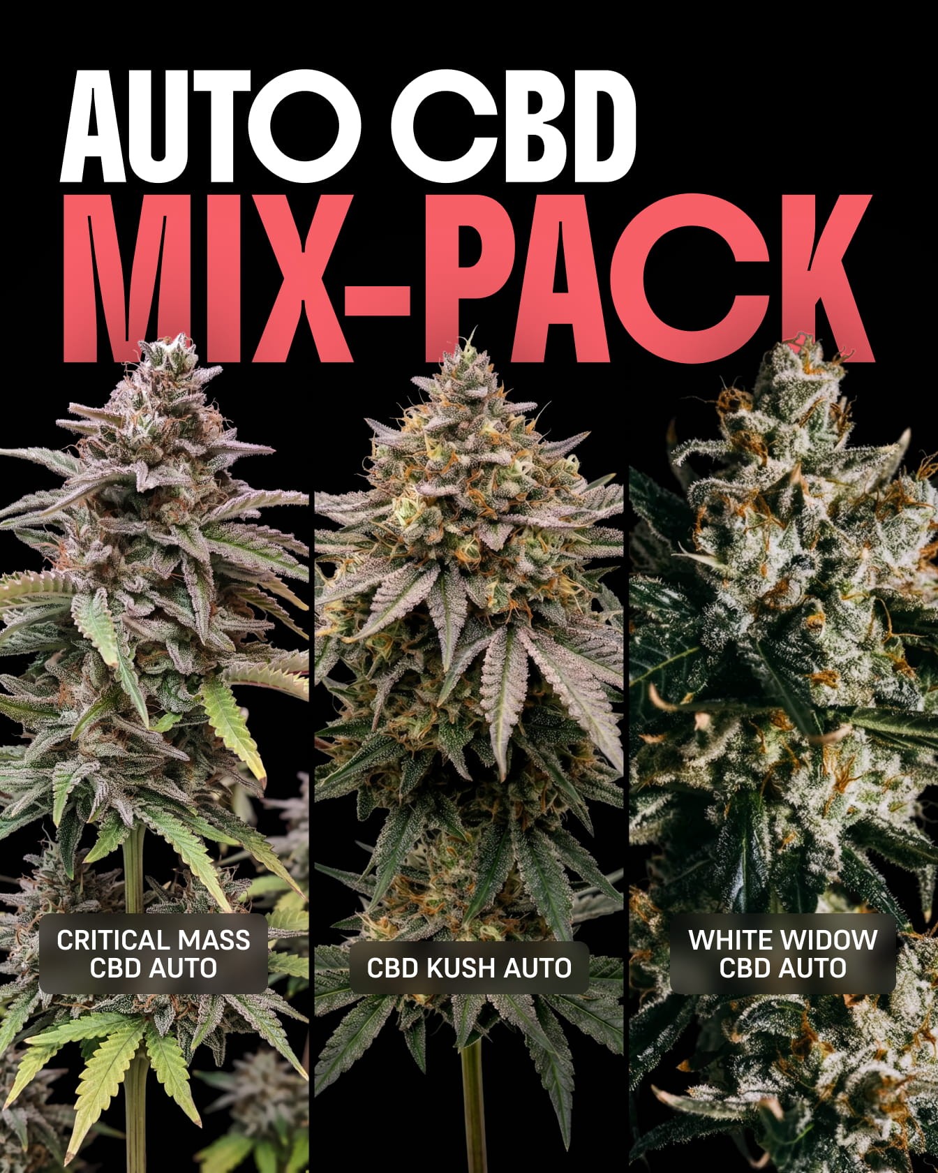 Autoflower CBD Mix