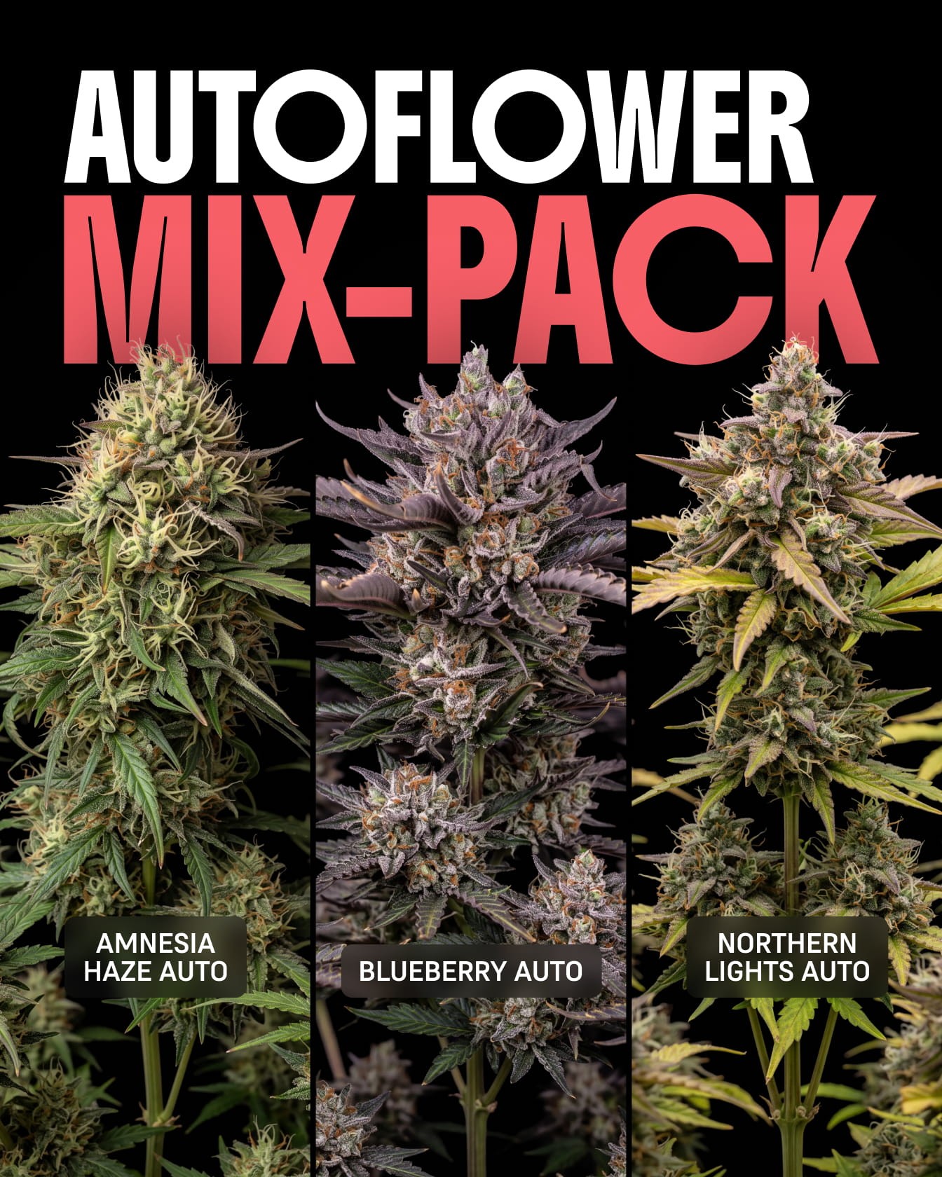 Autoflower Mix Pack