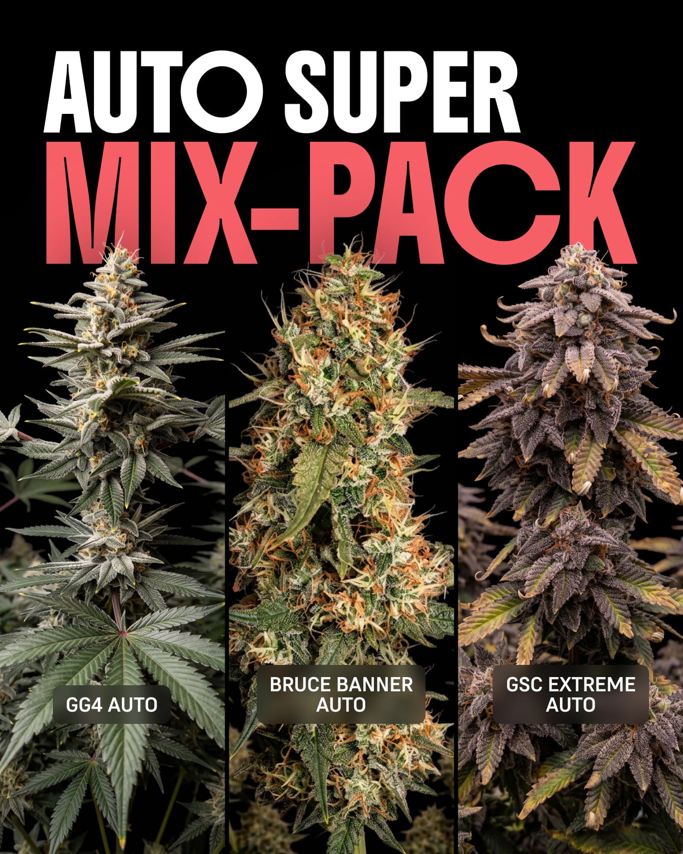 Autoflower Super Mix