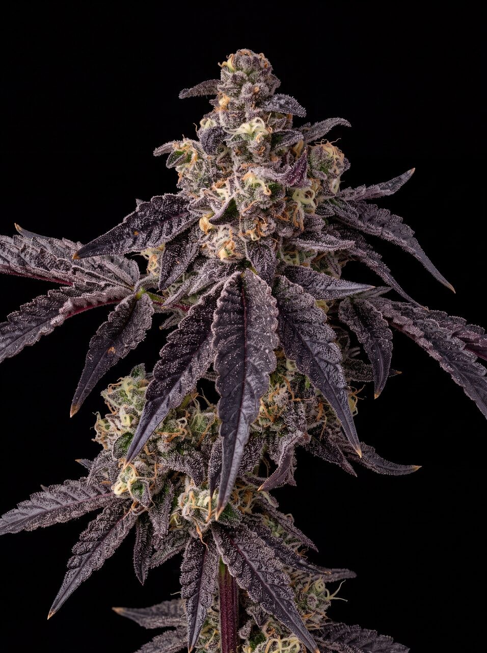Bacio Gelato Seeds