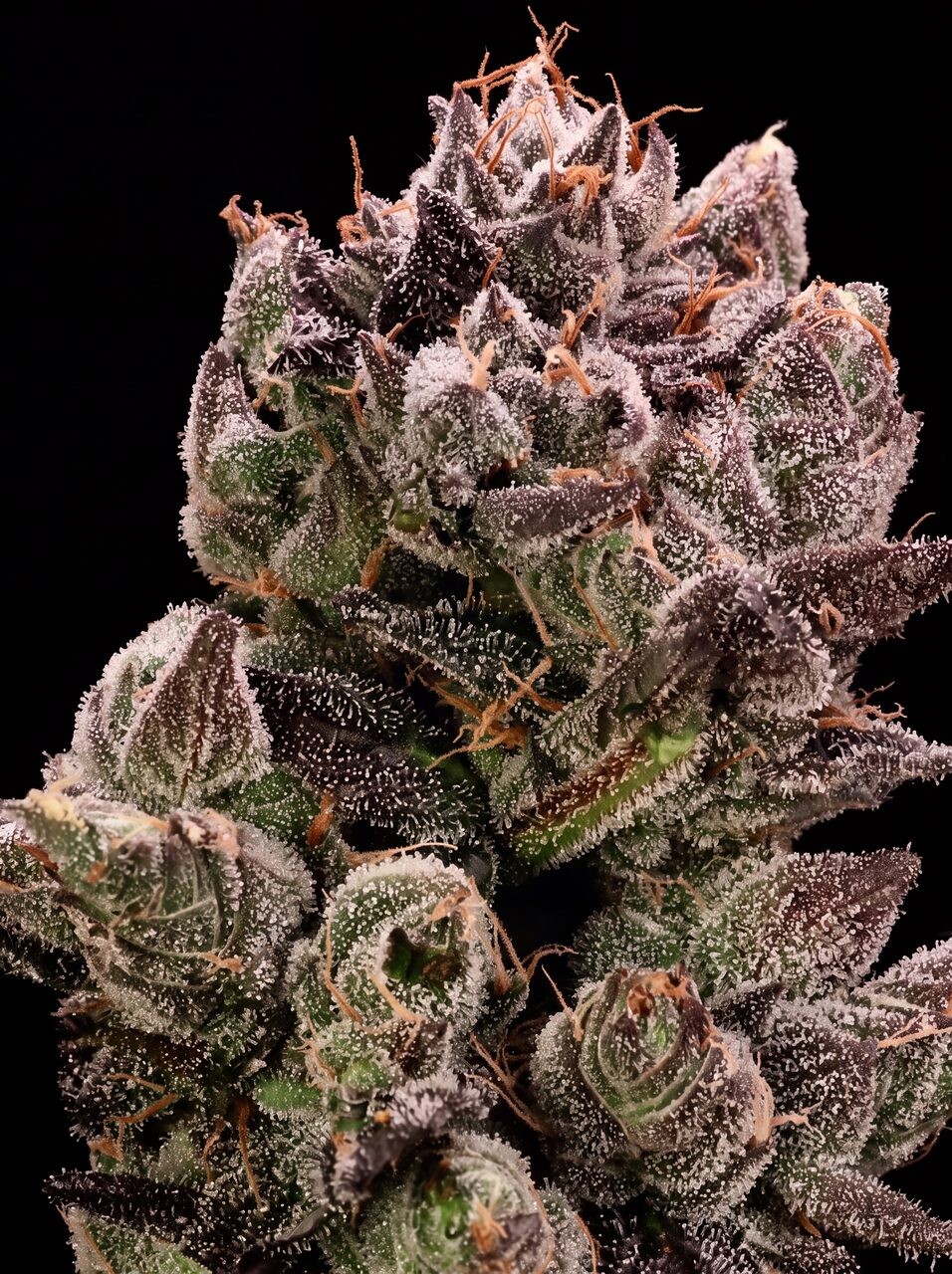 Bazooka Punch Seeds