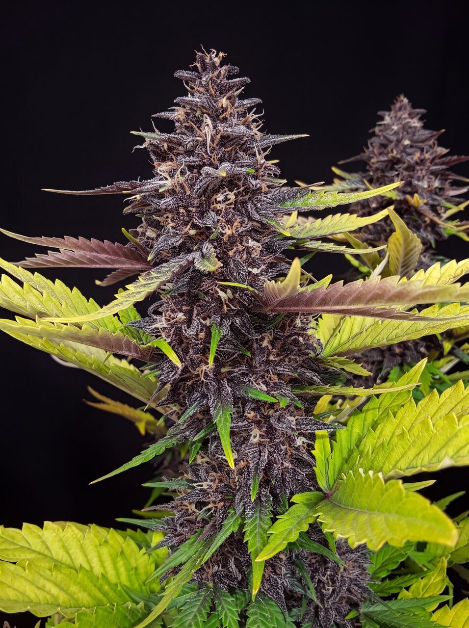 Berry Pie Seeds