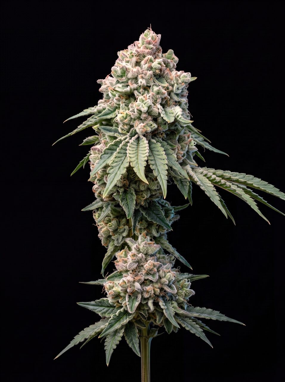 Big Bud Fast Version Seeds