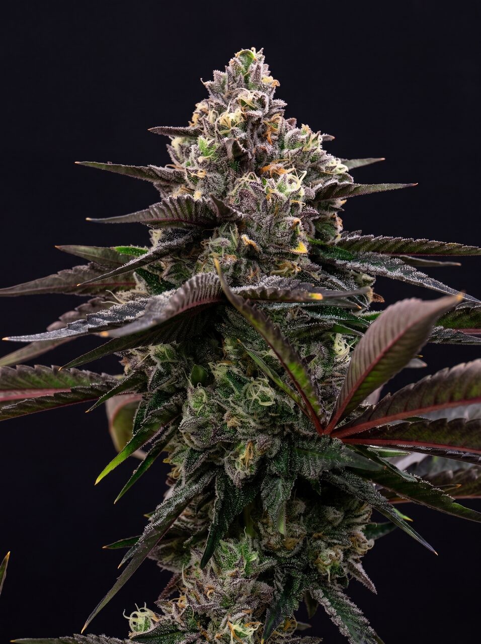 Black Runtz Seeds