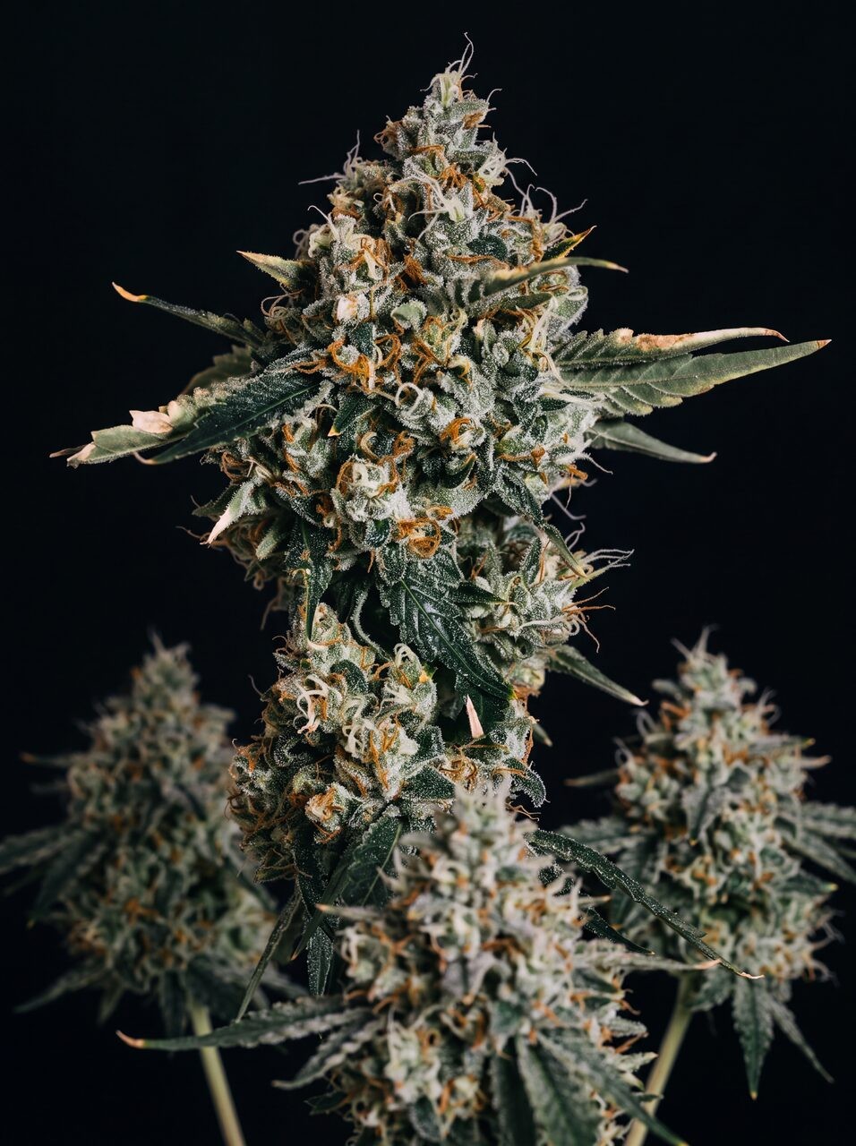 Blue Cheese Autoflower Seeds