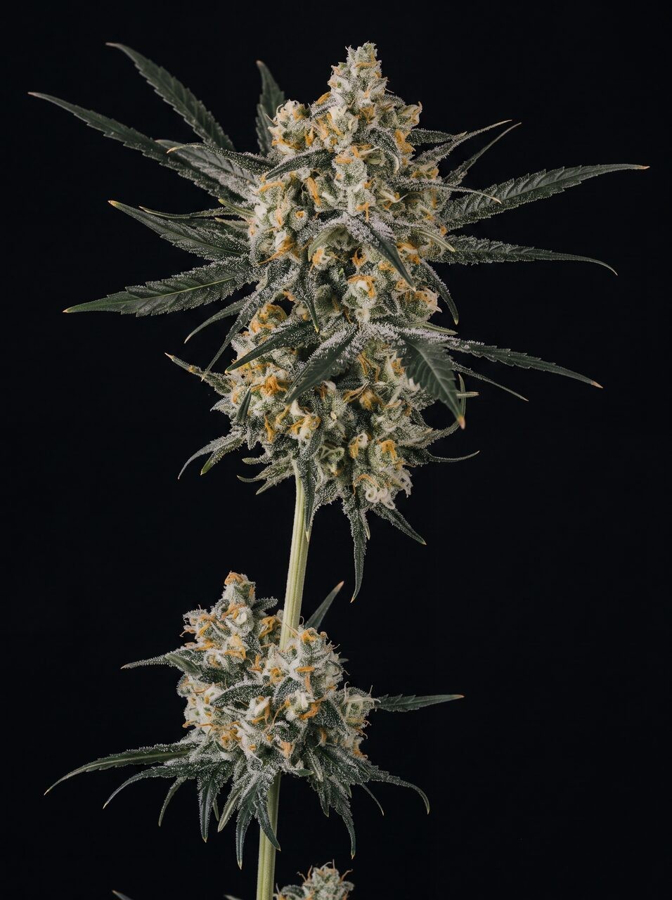 Blue Dream Seeds