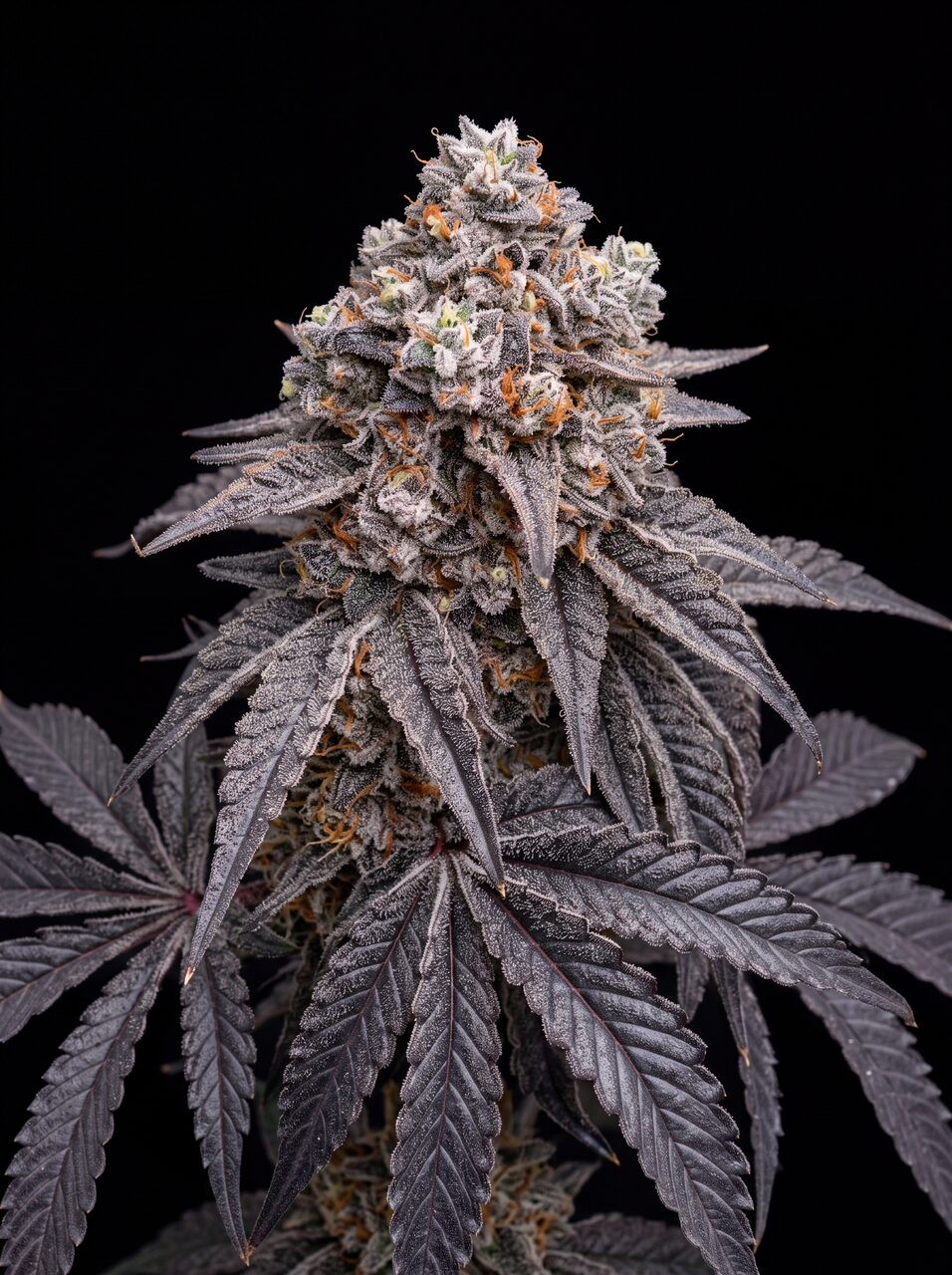 Blue Lobster Seeds