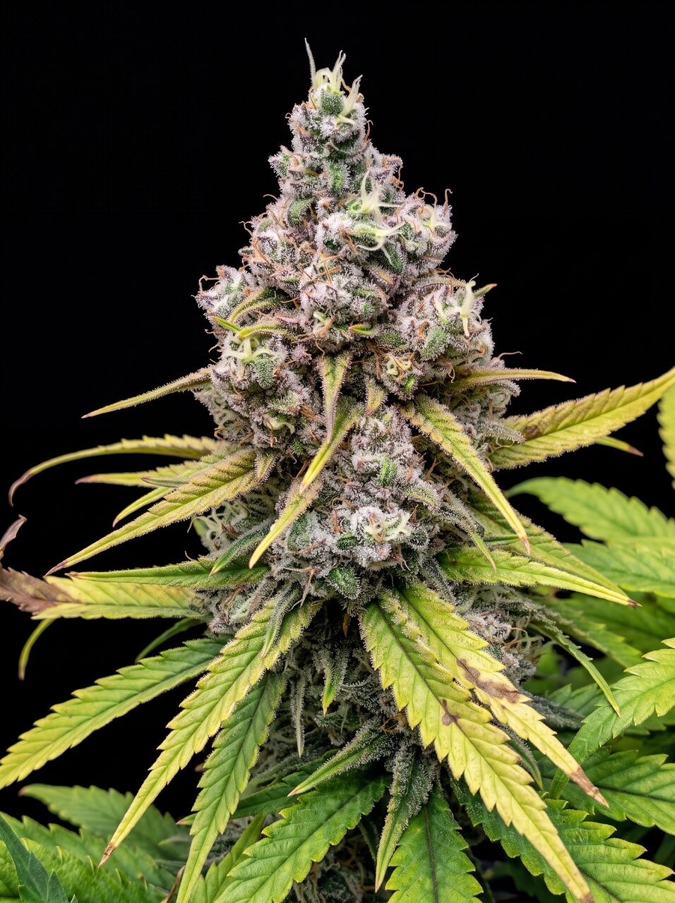 Blue Widow Seeds