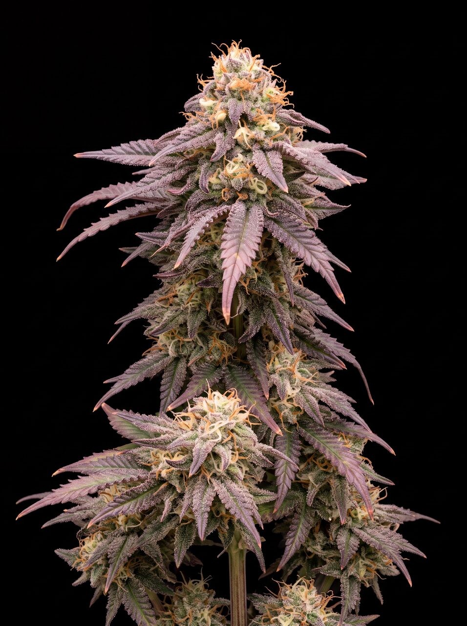 Blueberry CBD Seeds
