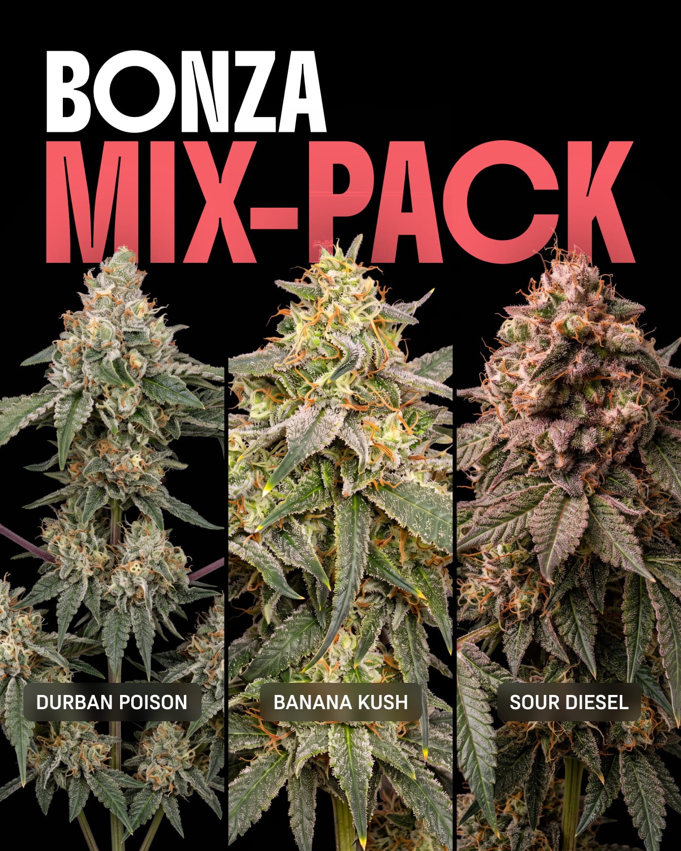Bonza Seeds Mix