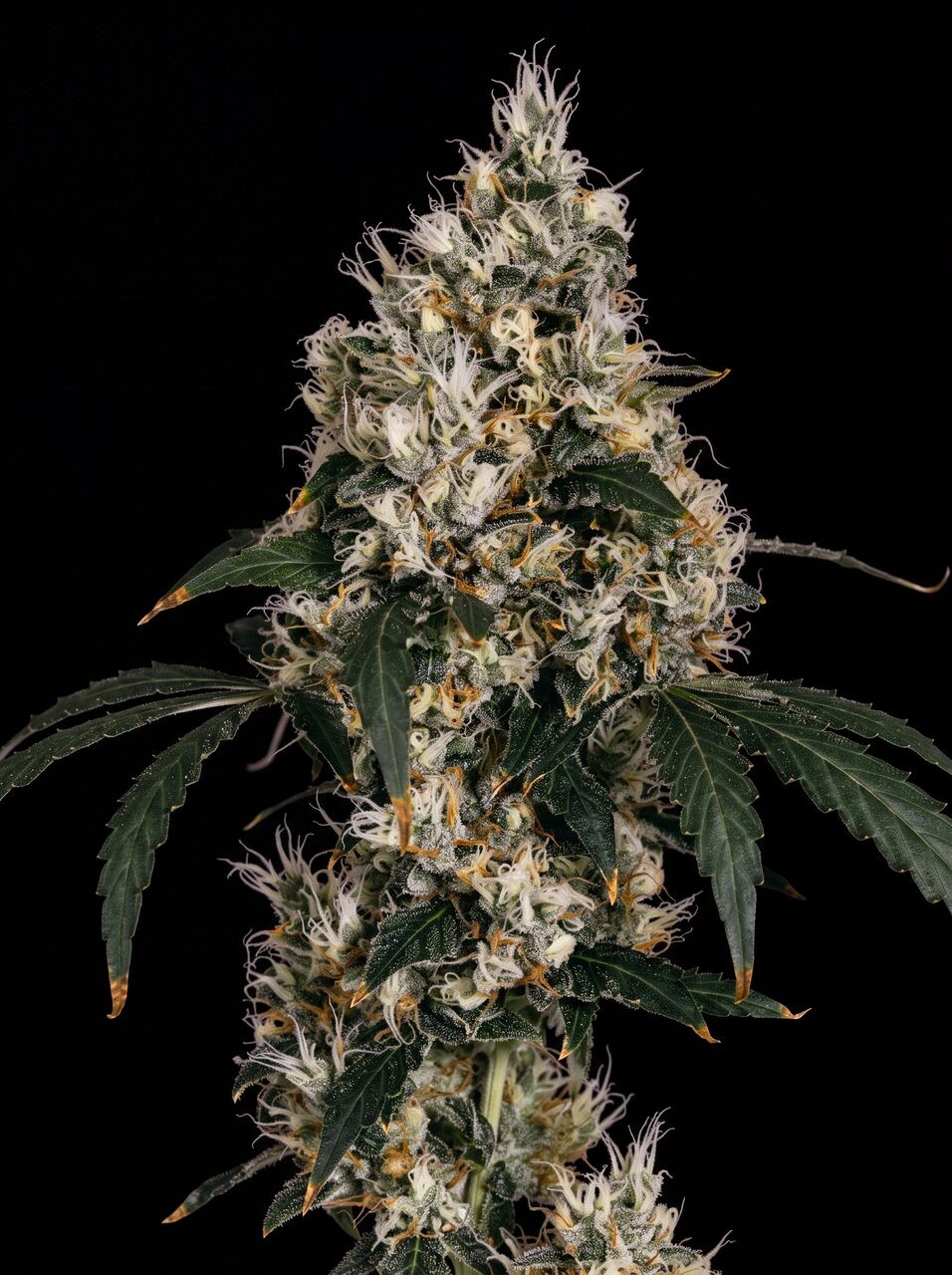 Bruce Banner Seeds