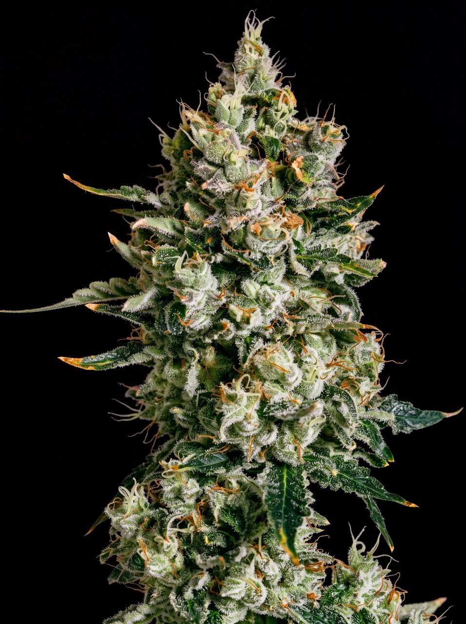 California Dream Seeds