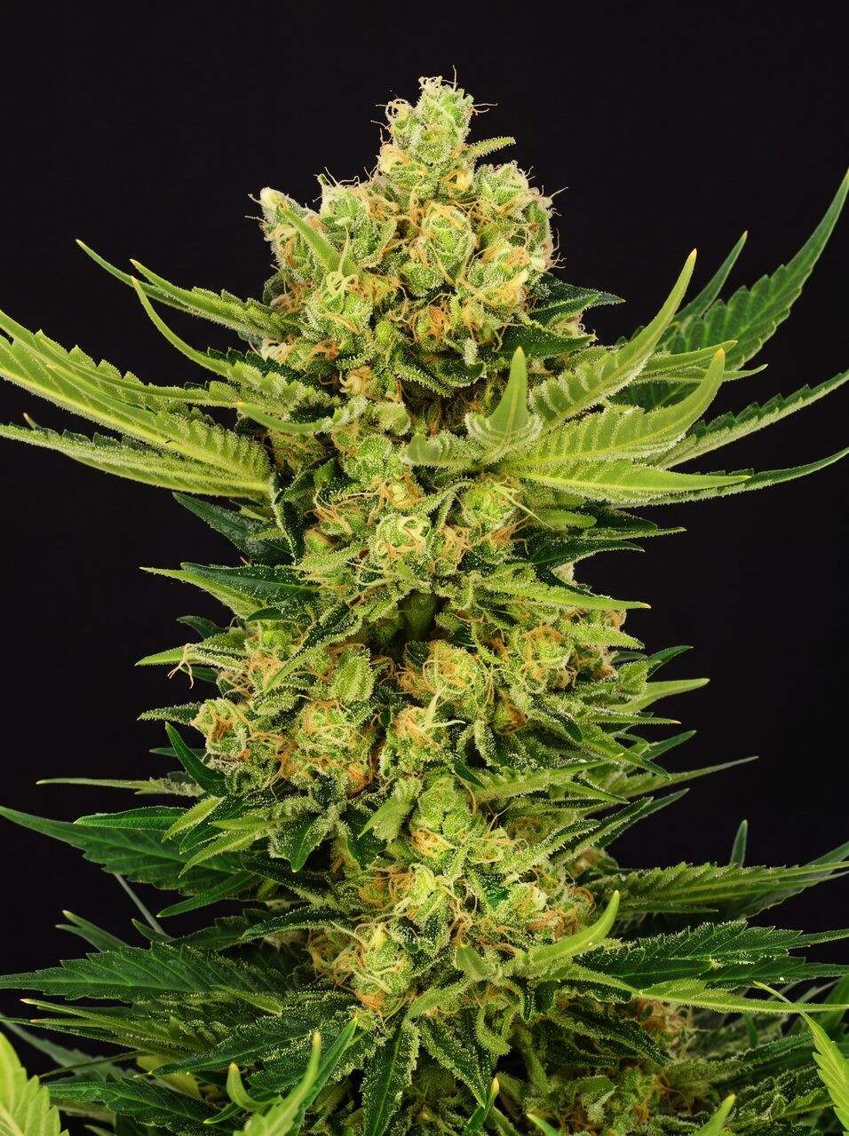 Cheese Seeds