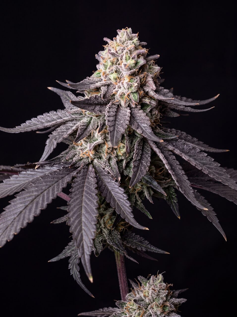 Chocolope Seeds