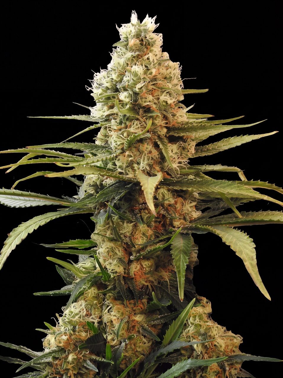 Chronic Widow Seeds